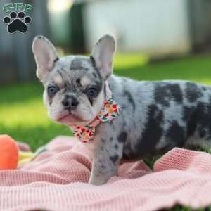 Dana, French Bulldog Puppy